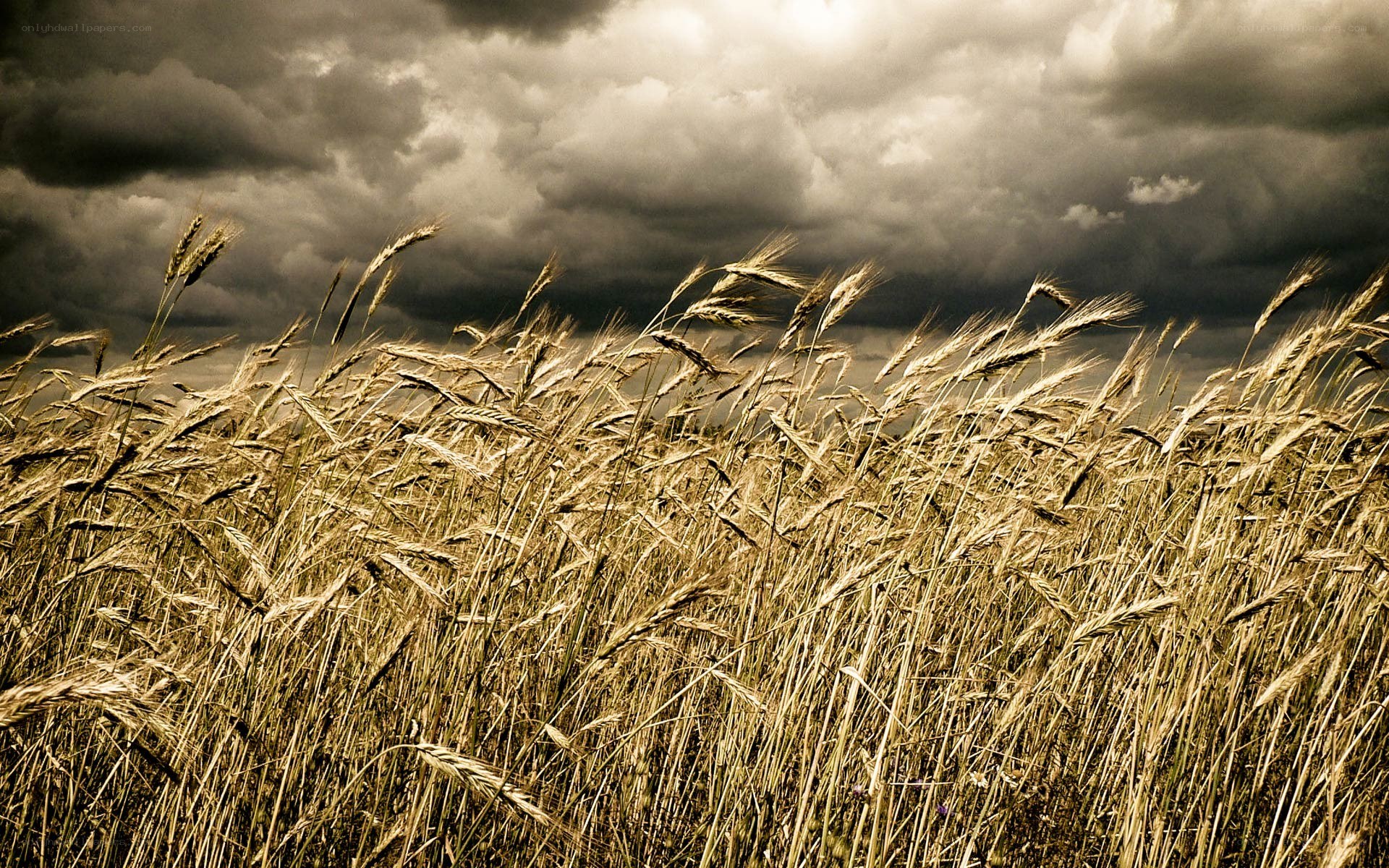 Wheat field under stormy sky