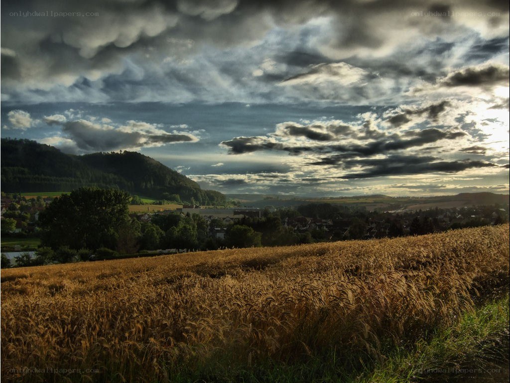 Wheat field under stormy sky