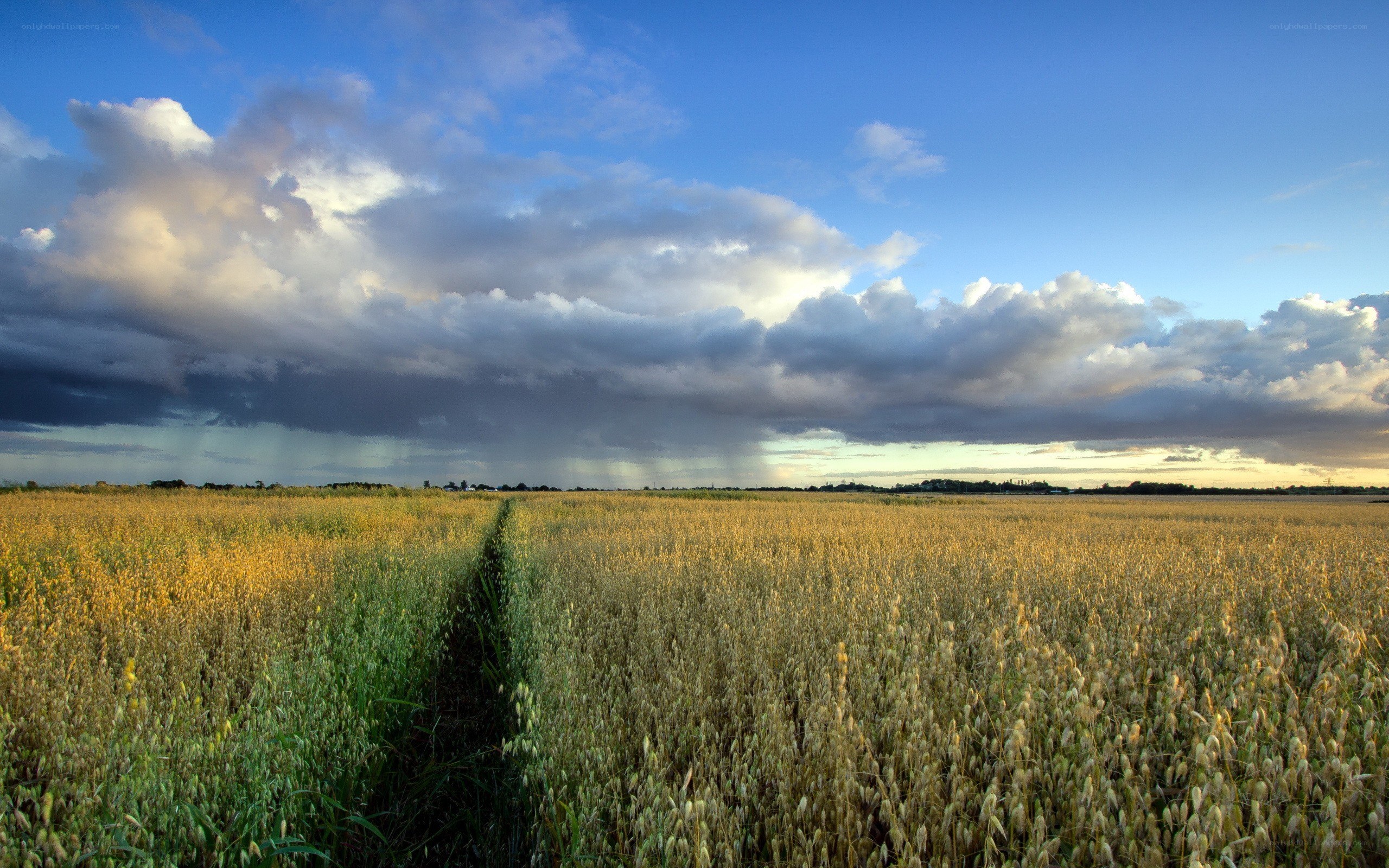 Wheat field under stormy sky