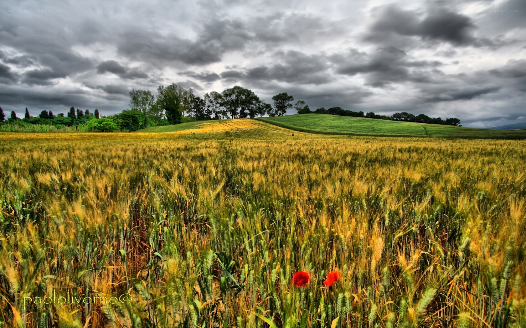 Wheat field under stormy sky