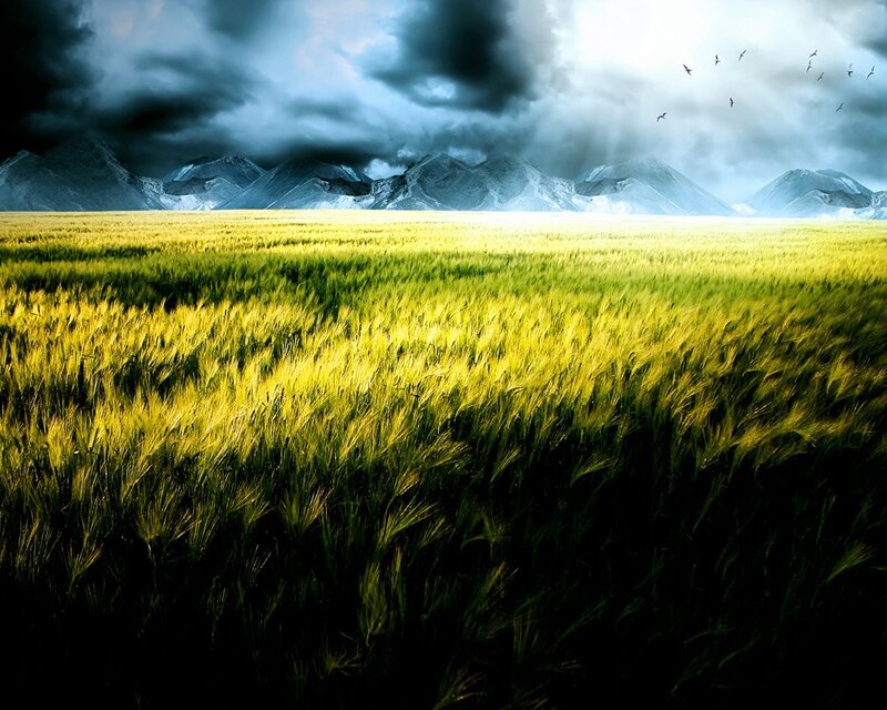 Wheat field under stormy sky