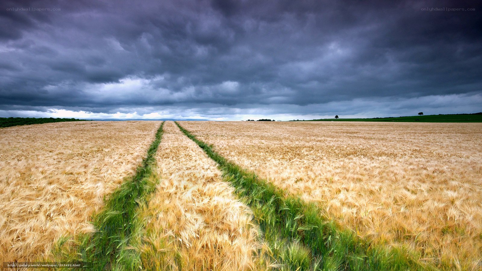 Wheat field under stormy sky
