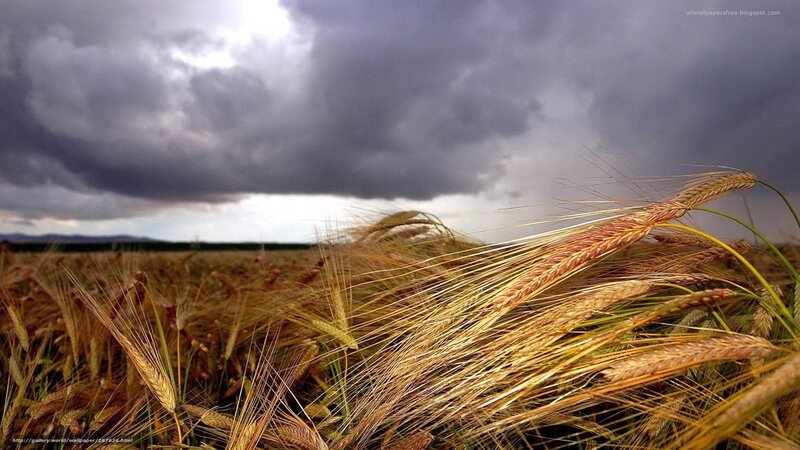 Wheat Field under Stormy Sky — Brown, Dramatic, Afternoon