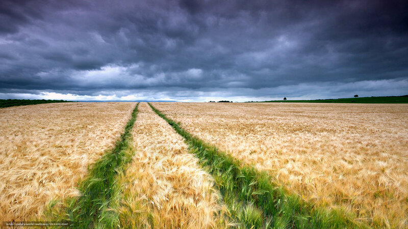 Wheat Field under Stormy Sky — Brown, Dramatic