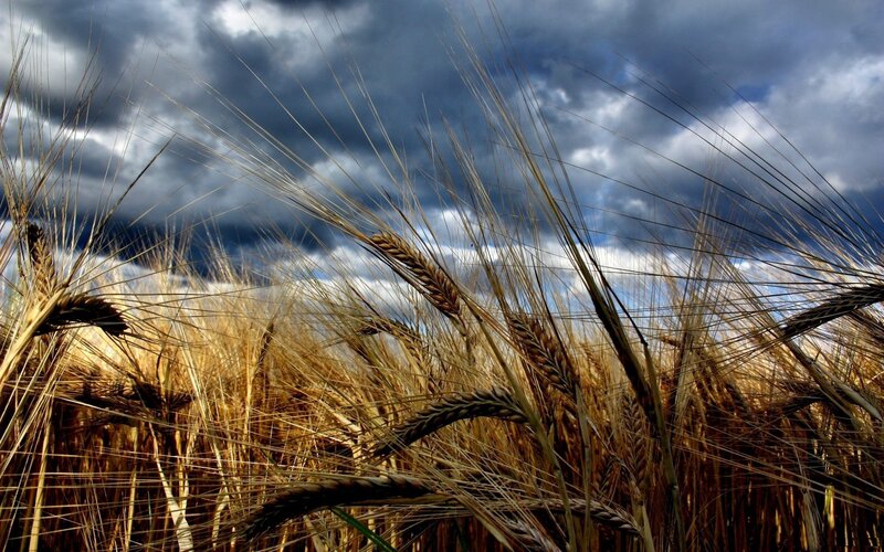 Wheat Field under Stormy Sky — Brown