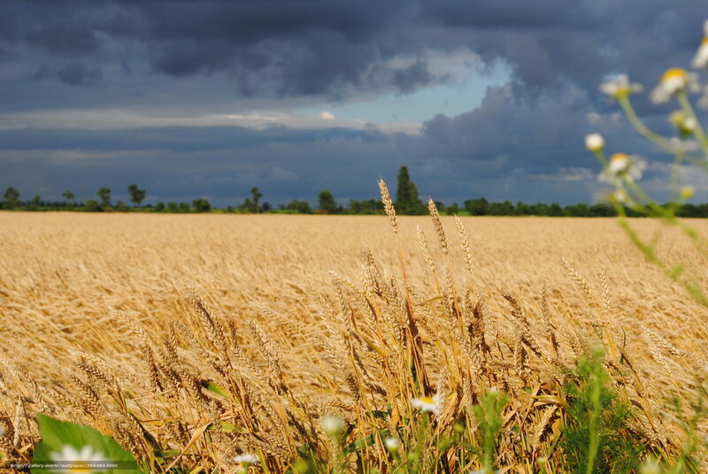 Wheat Field under Stormy Sky — Gold