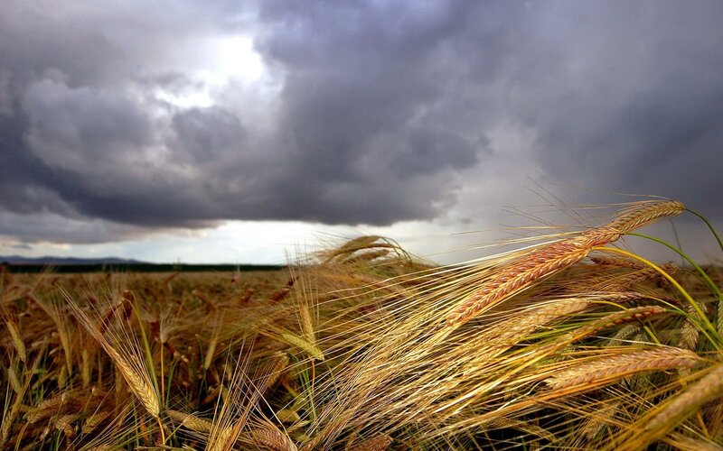 Wheat Field under Stormy Sky — Gray, Dramatic