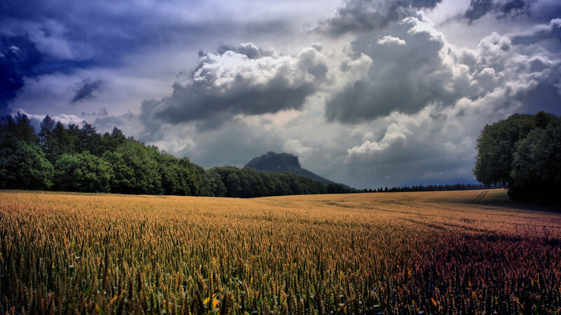Wheat Field under Stormy Sky — Yellow, Dramatic, Afternoon