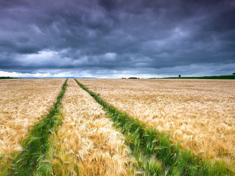 Wheat Field under Stormy Sky — Yellow