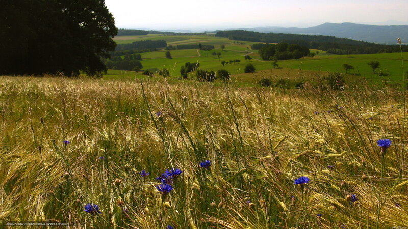 Wheat field with blue flowers