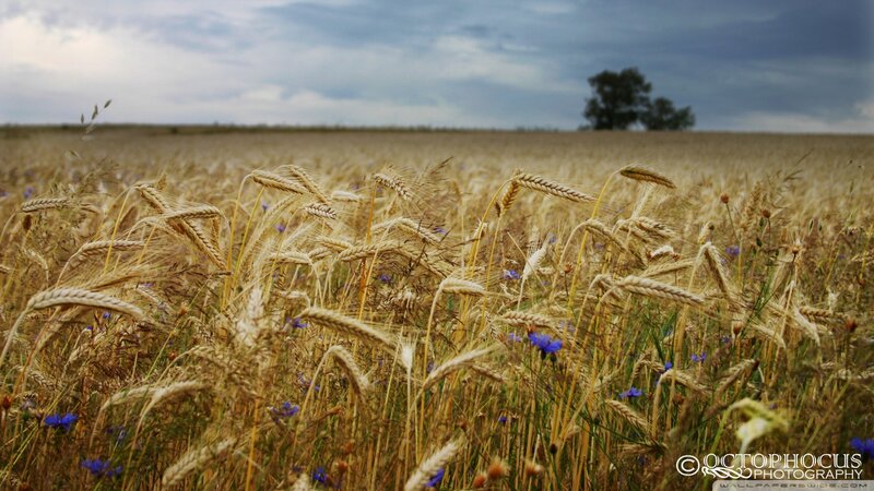 Wheat Field with Blue Flowers — Yellow