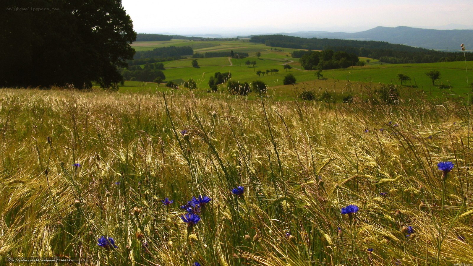 Wheat field with blue flowers