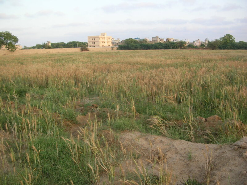Wheat Field with Buildings