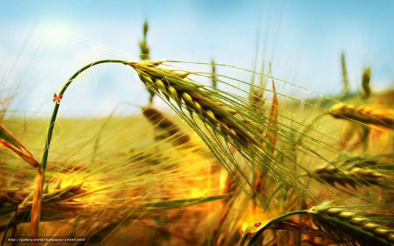 Wheat field with butterfly