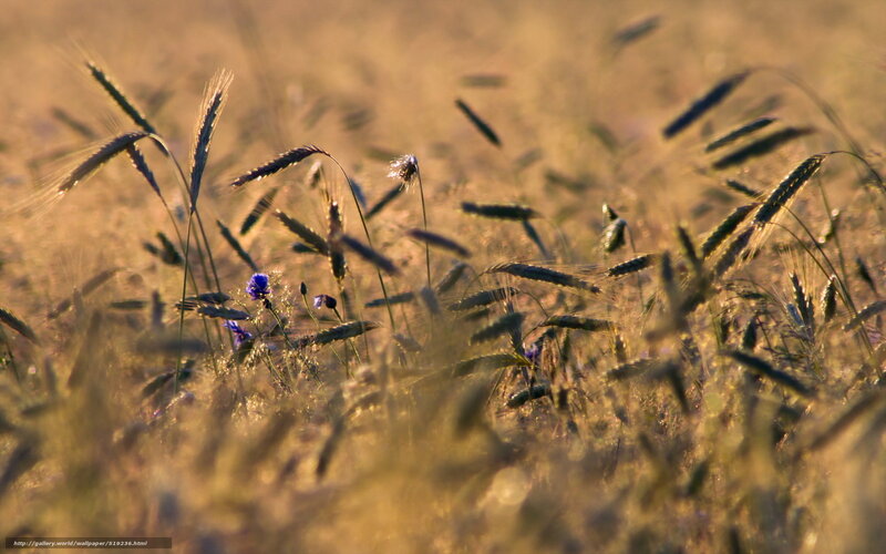 Wheat Field with Cornflowers — Gold