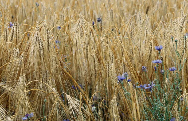Wheat Field with Cornflowers