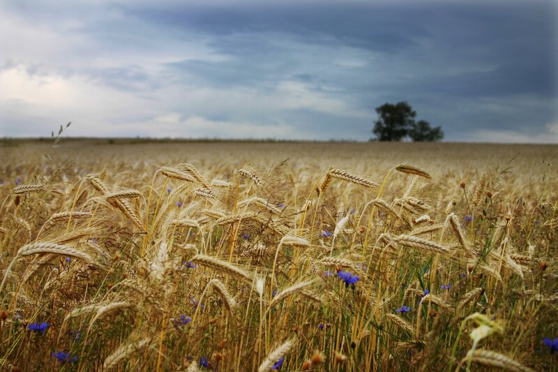 Wheat Field with Cornflowers — Yellow
