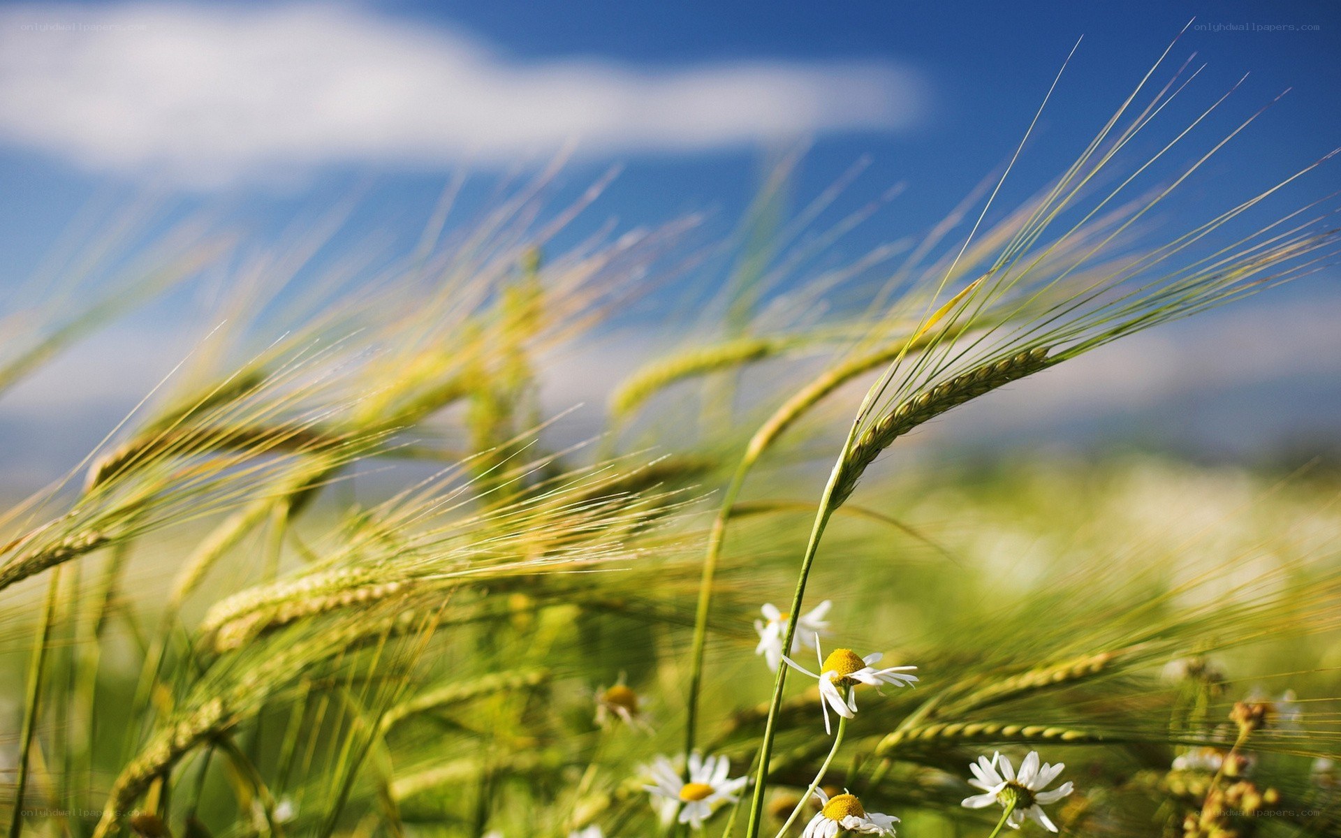Wheat field with daisies