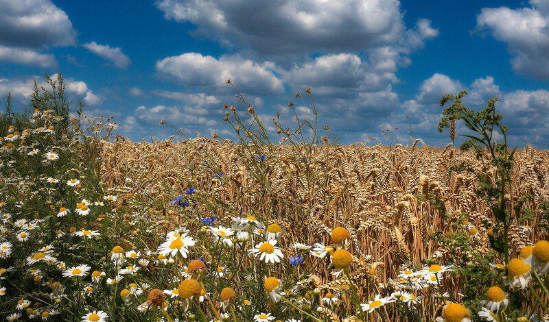 Wheat Field with Daisies — Blue, Serene