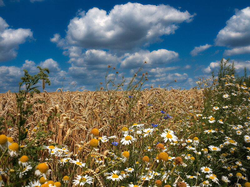 Wheat Field with Daisies — Blue