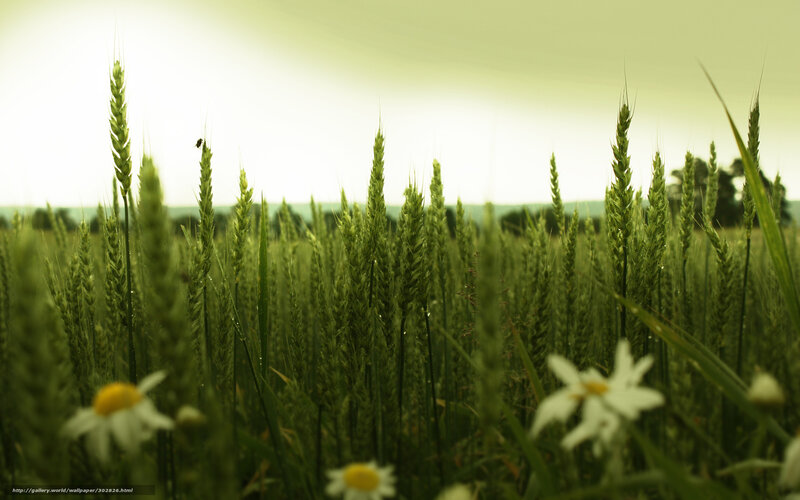 Wheat Field with Daisies — Green, Serene