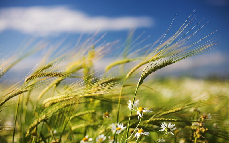 Wheat Field with Daisies — Green
