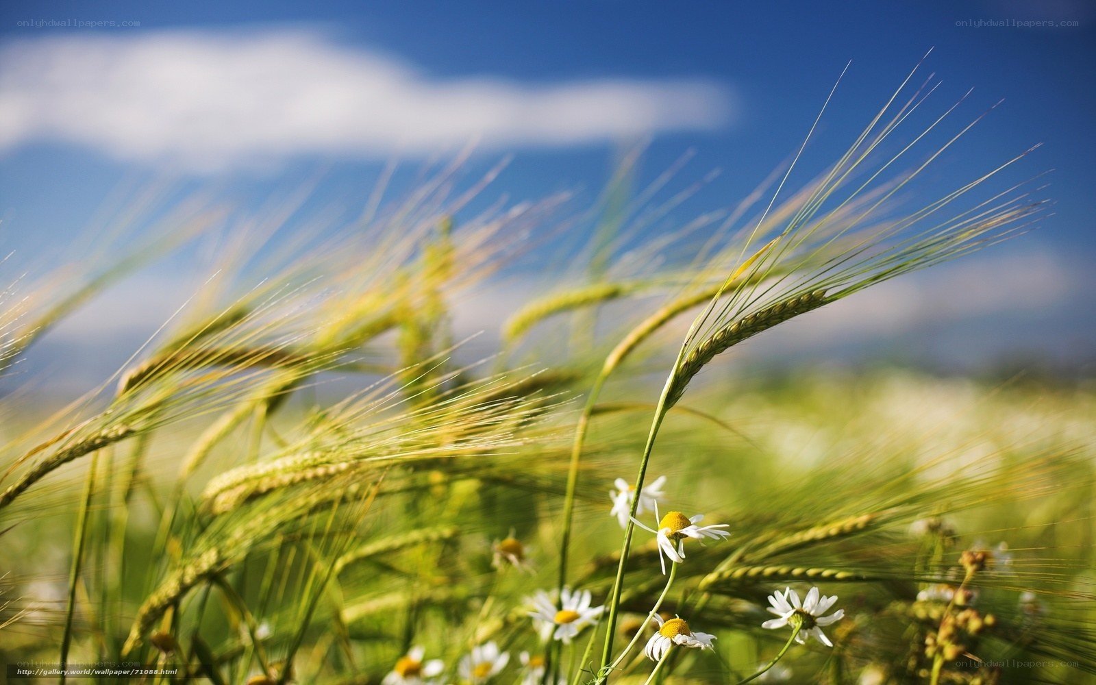 Wheat field with daisies