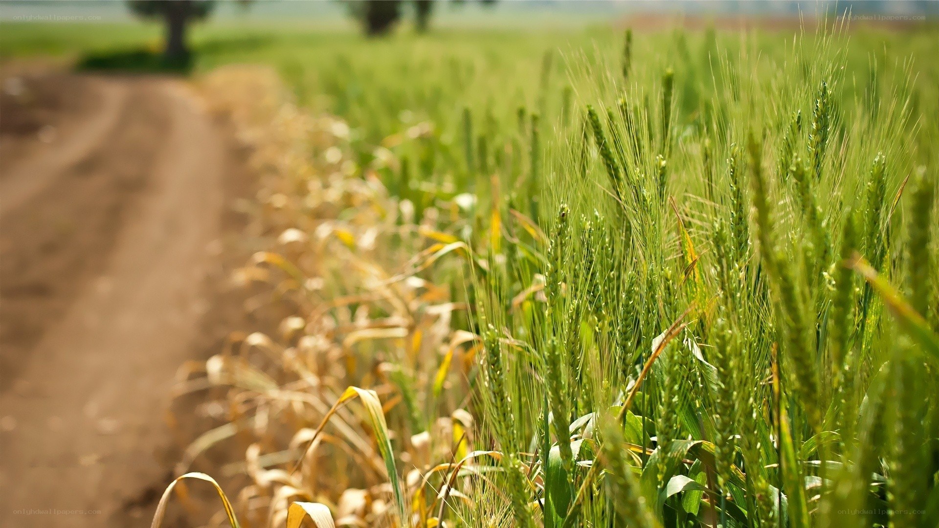 Wheat field with dirt path