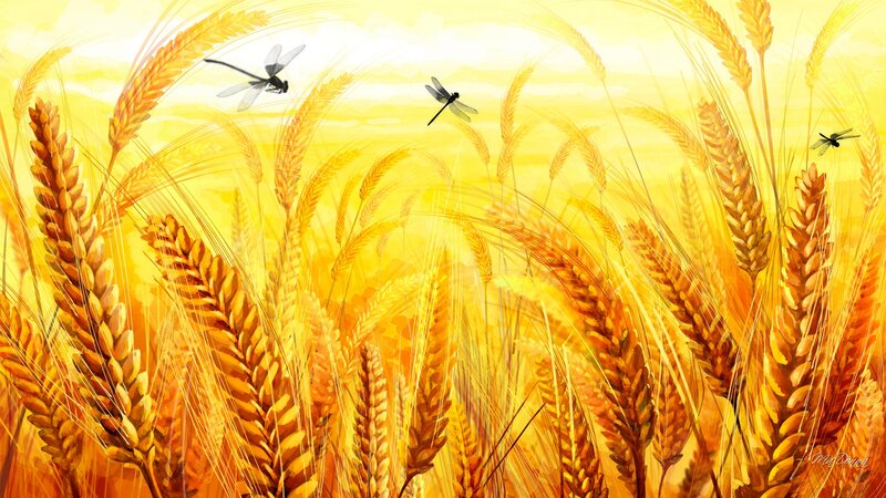 Wheat Field with Dragonflies
