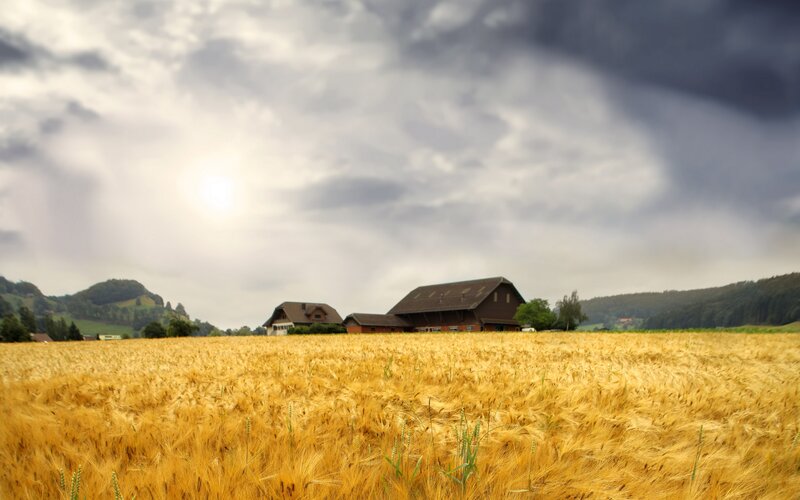 Wheat field with farm buildings