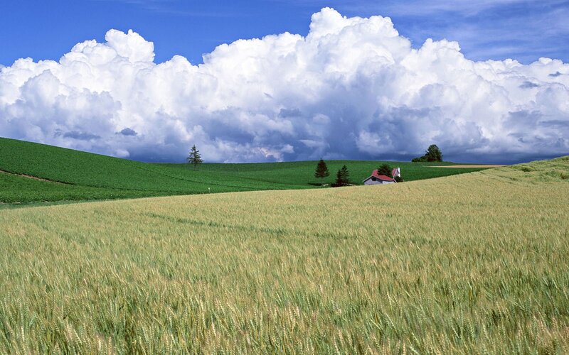 Wheat Field with Farmhouse