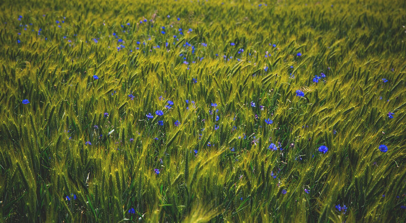 Wheat Field with Flowers — Green