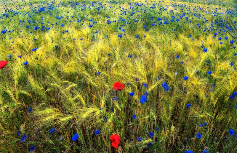 Wheat Field with Flowers