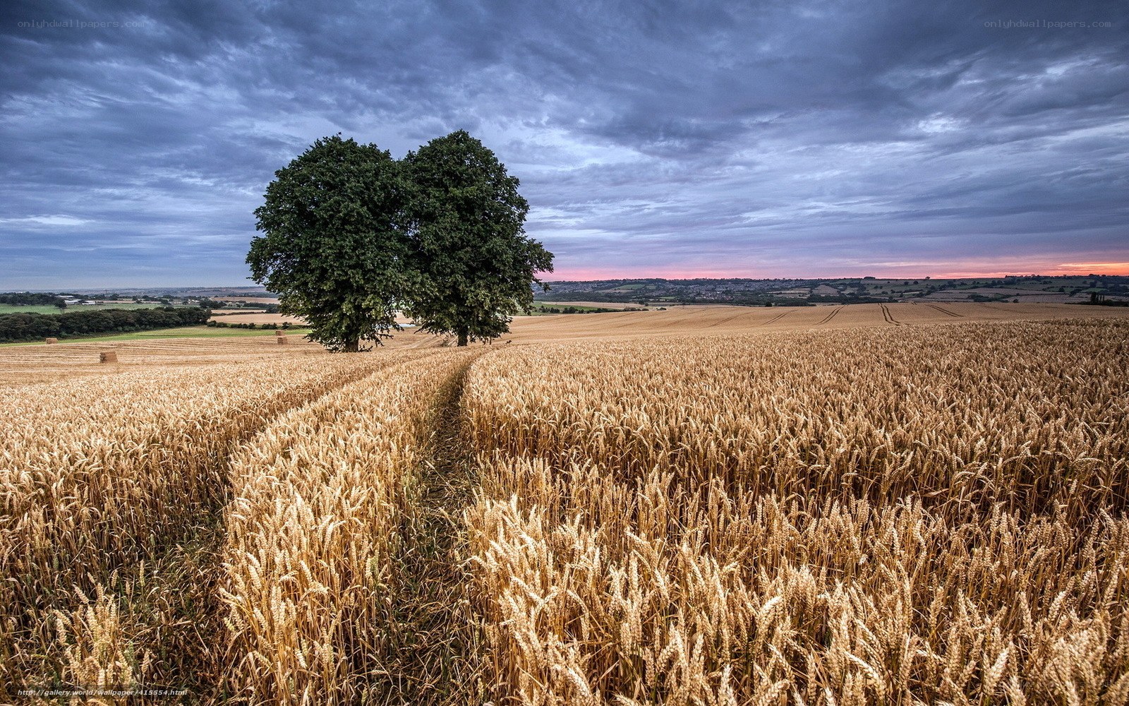 Wheat field with heart-shaped tree