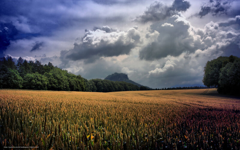 Wheat Field with Hill