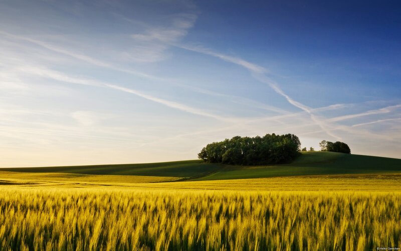 Wheat Field with Hill — Yellow
