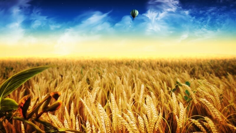 Wheat Field with Hot Air Balloon — Blue