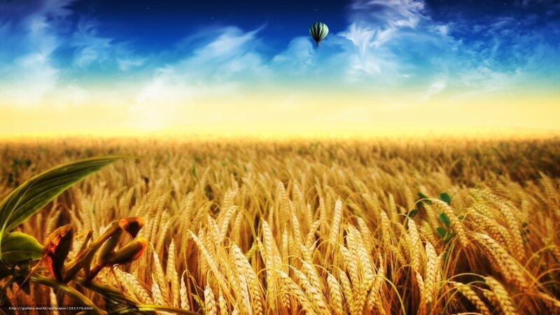 Wheat field with hot air balloon