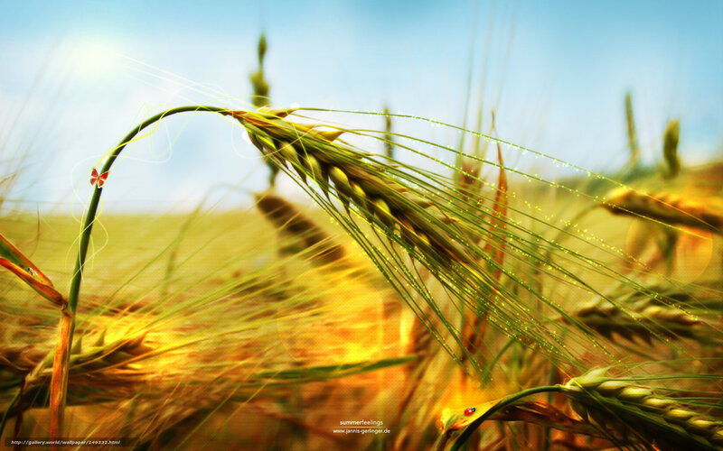 Wheat Field with Insects