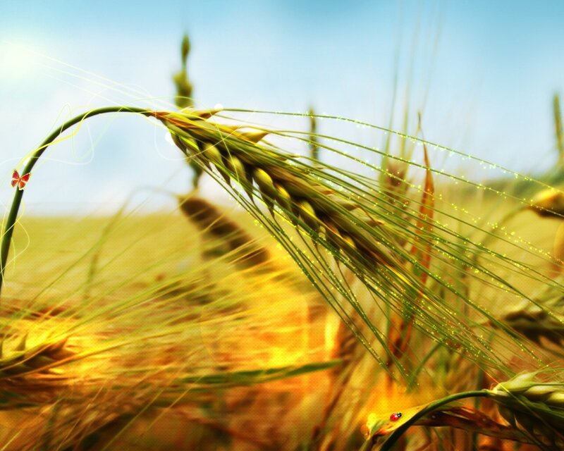 Wheat field with ladybug