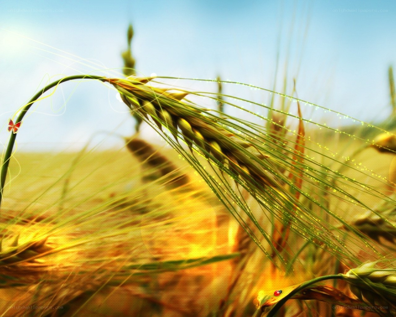 Wheat field with ladybug