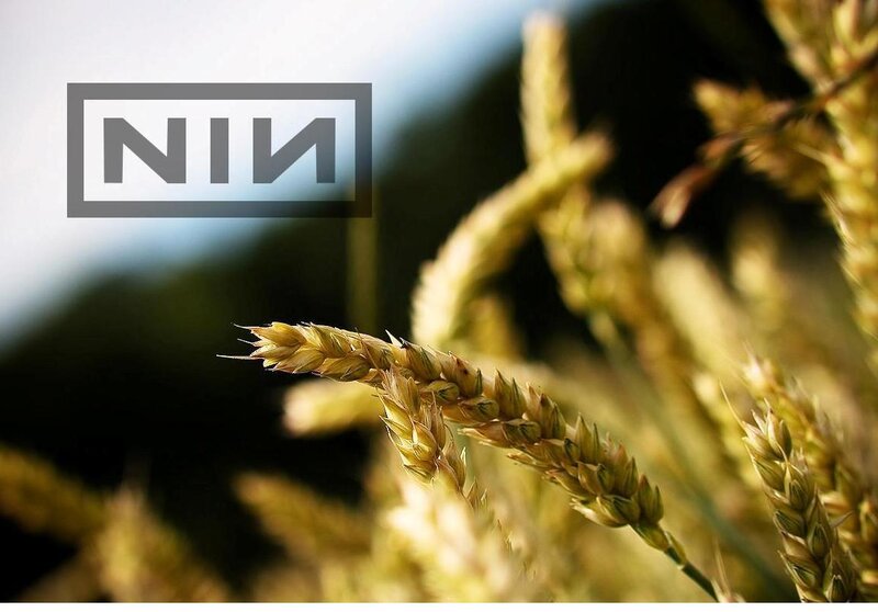 wheat field with logo overlay
