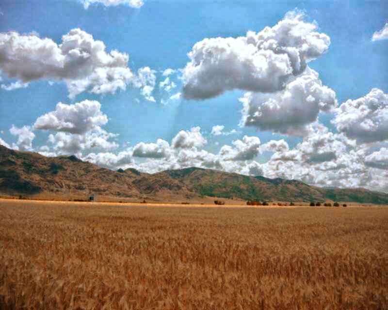 Wheat Field with Mountains — Brown
