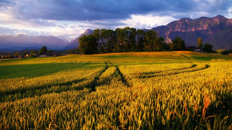Wheat Field with Mountains