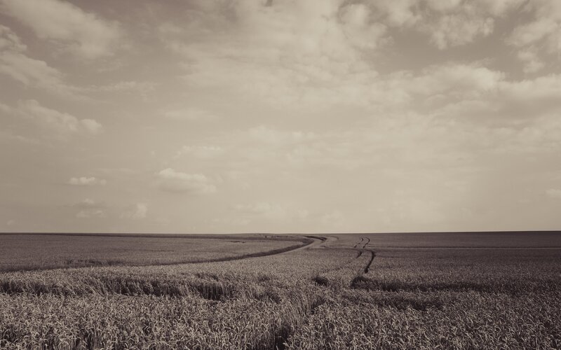 Wheat Field with Path — Brown