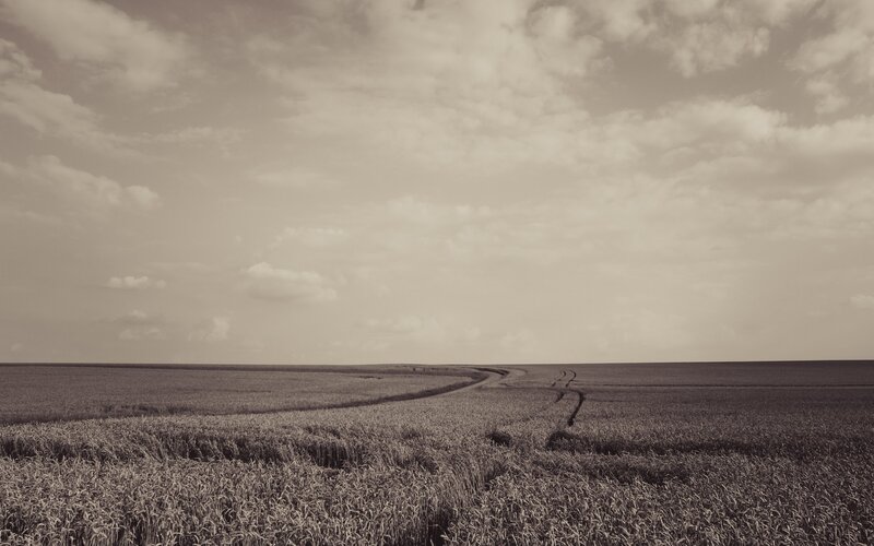 Wheat Field with Path
