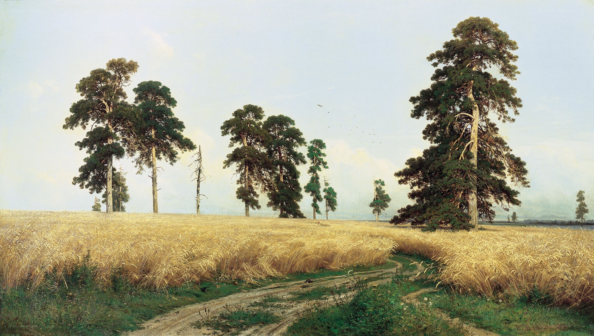 Wheat field with pine trees