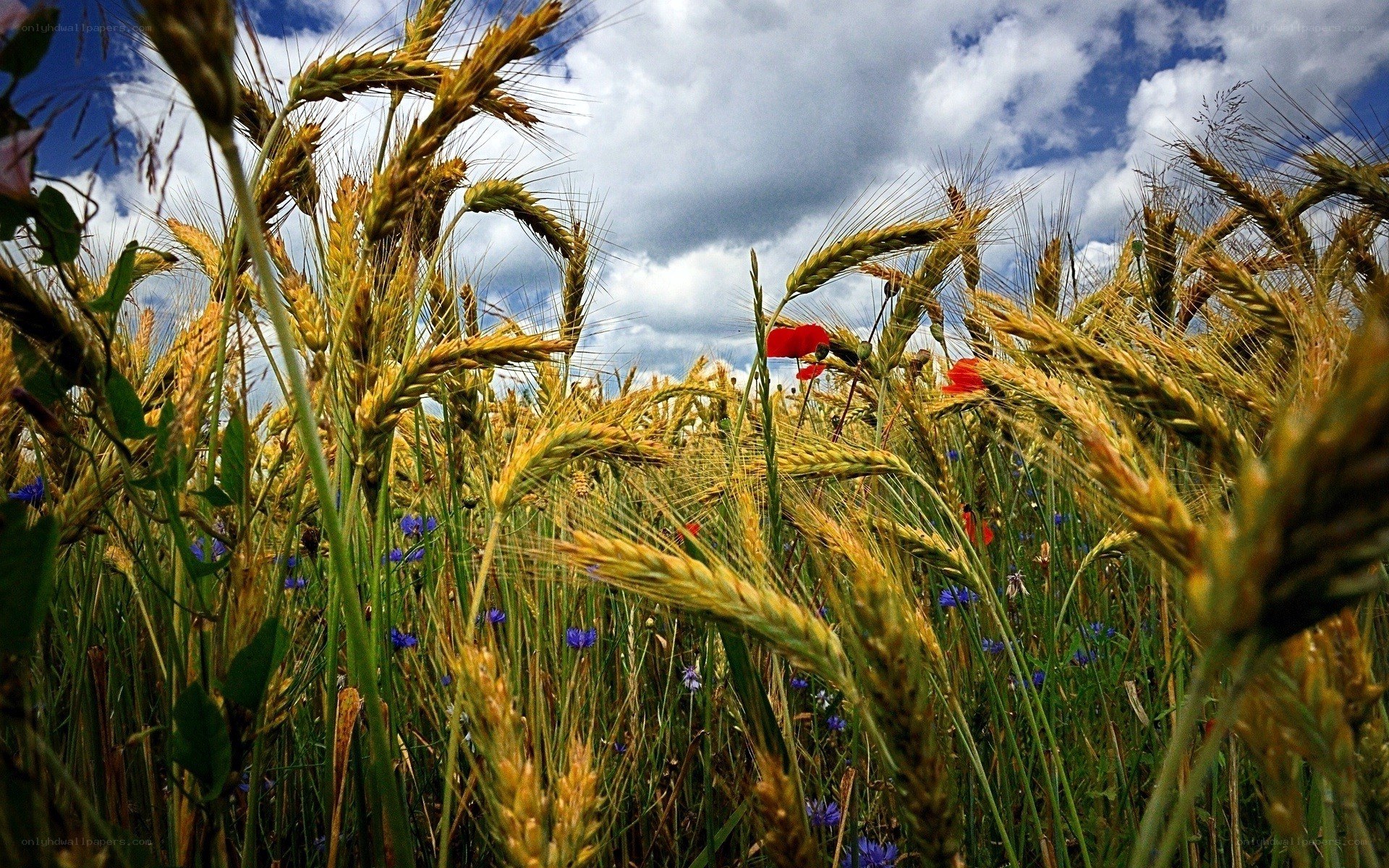 Wheat field with poppies