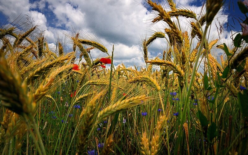 Wheat field with poppies