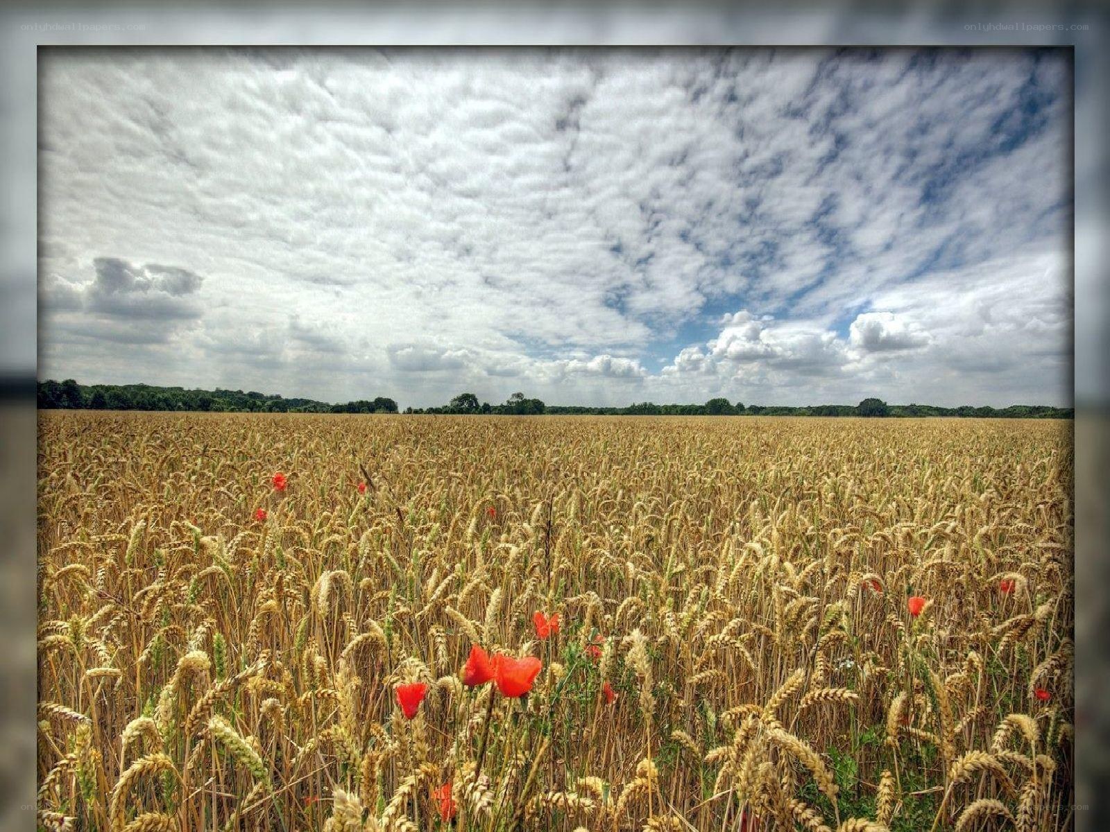 Wheat field with poppies
